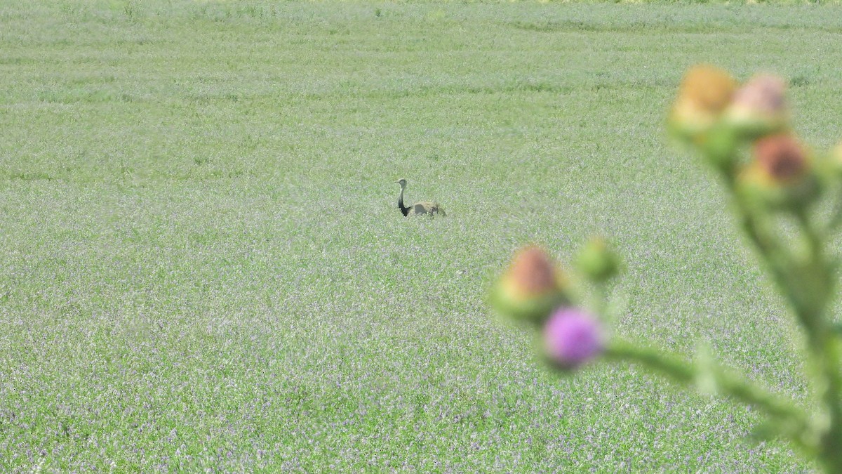 Ñandu nagusia - ML646739008