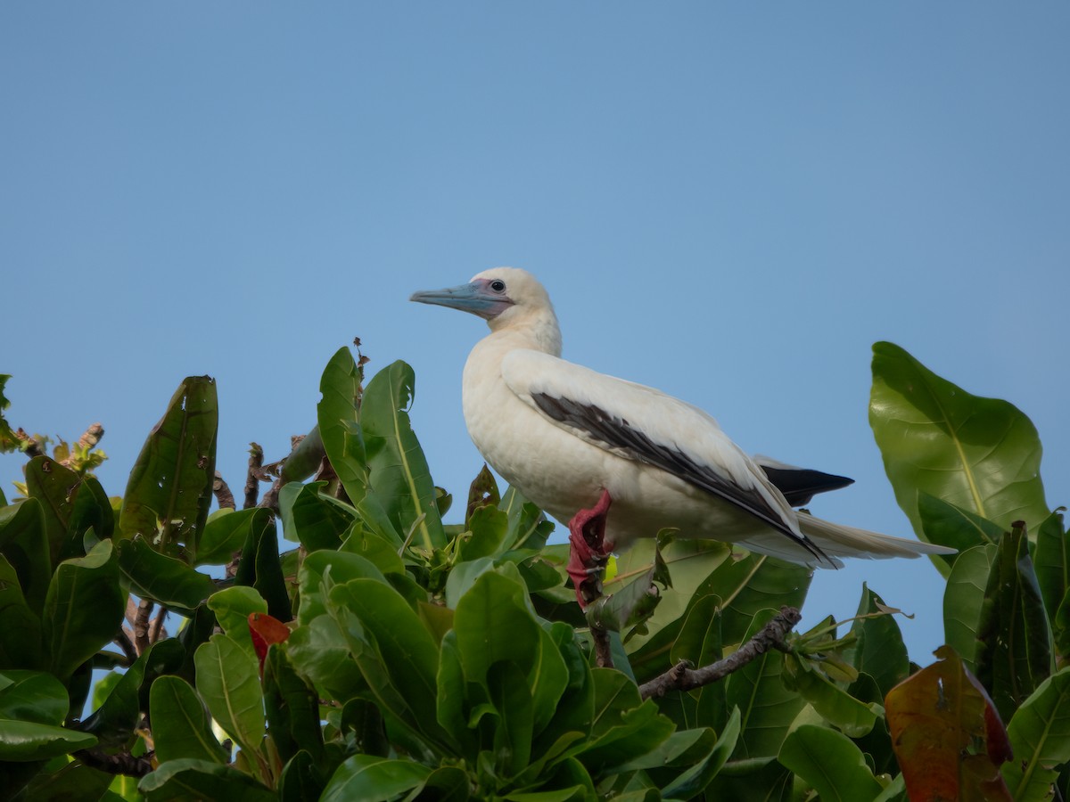 Red-footed Booby - ML646739009