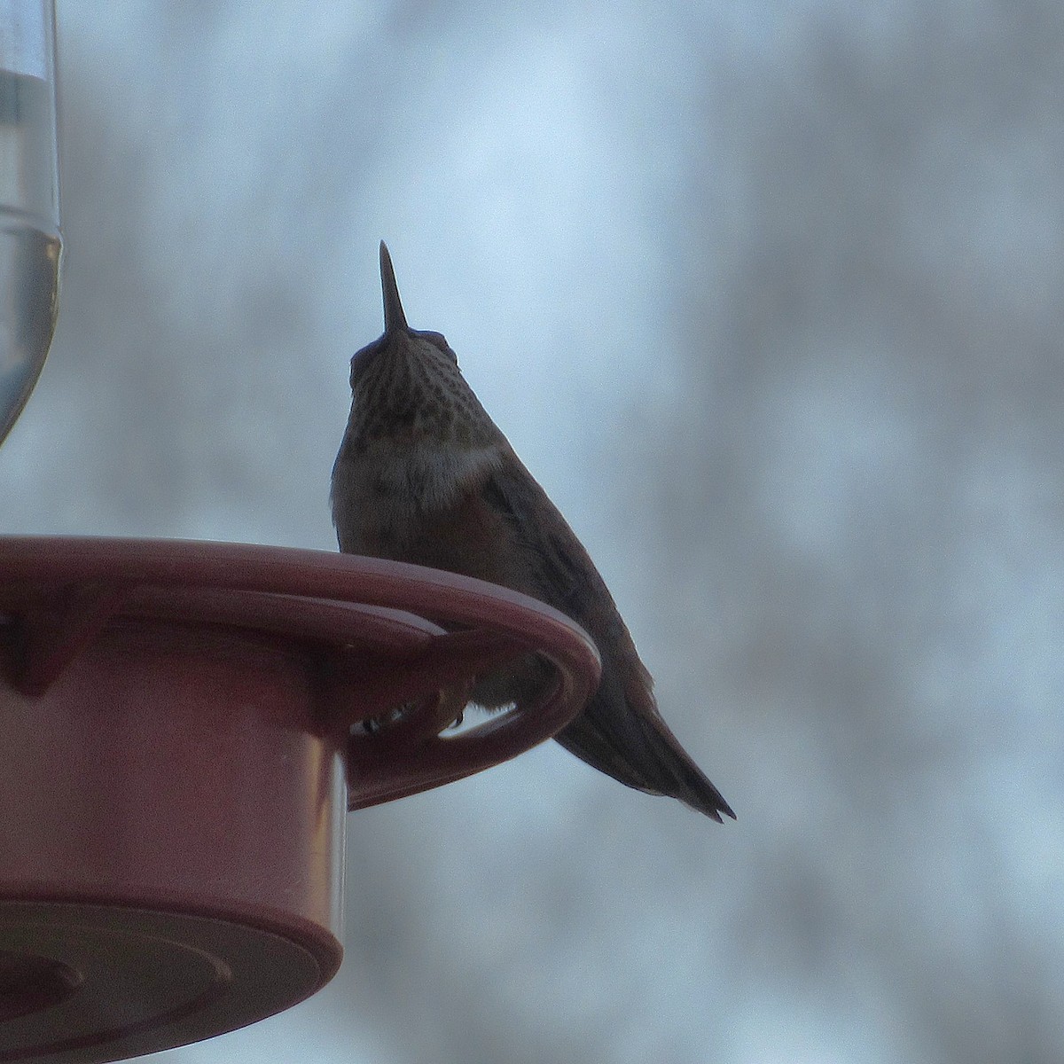 アカフトオハチドリ - ML646739010