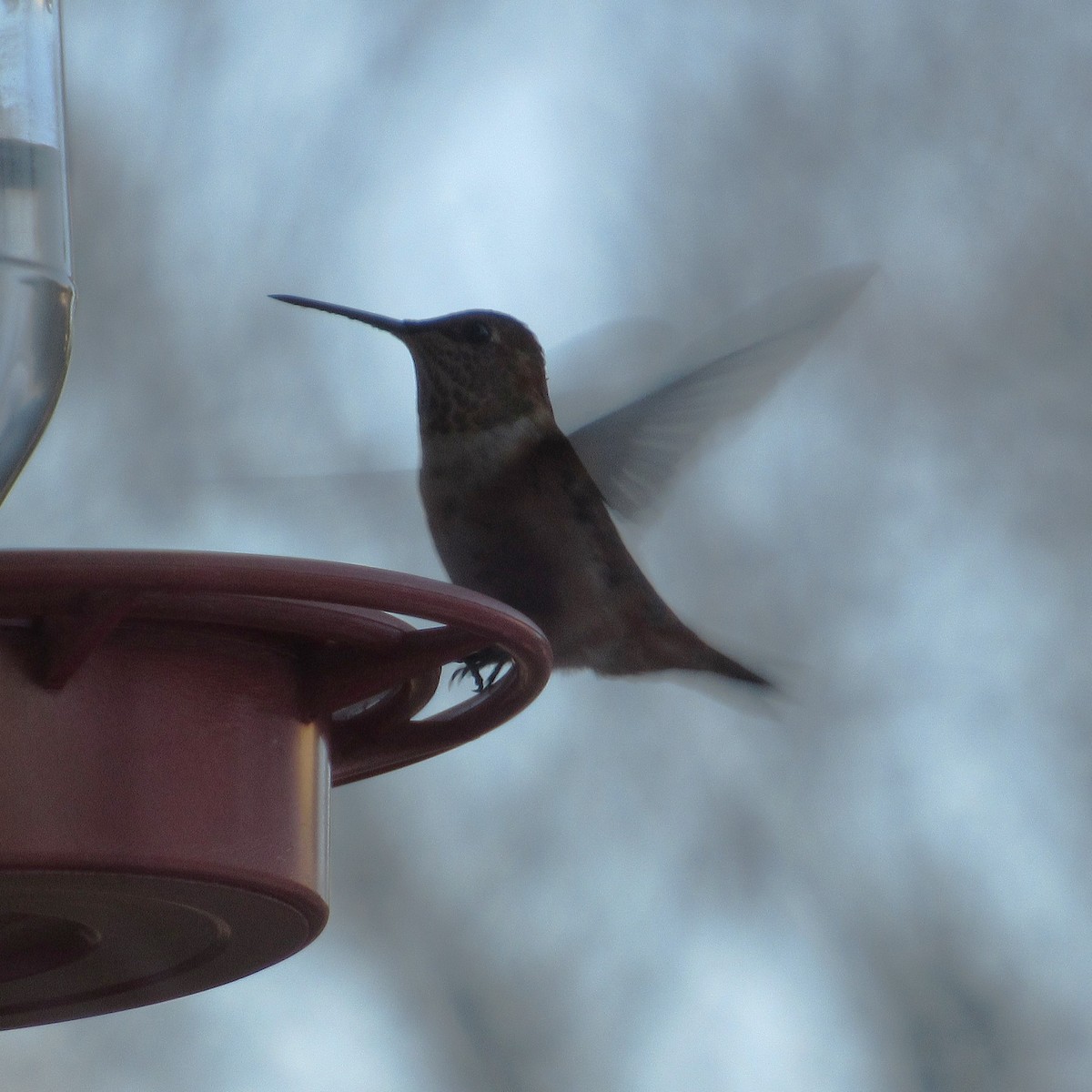 アカフトオハチドリ - ML646739011