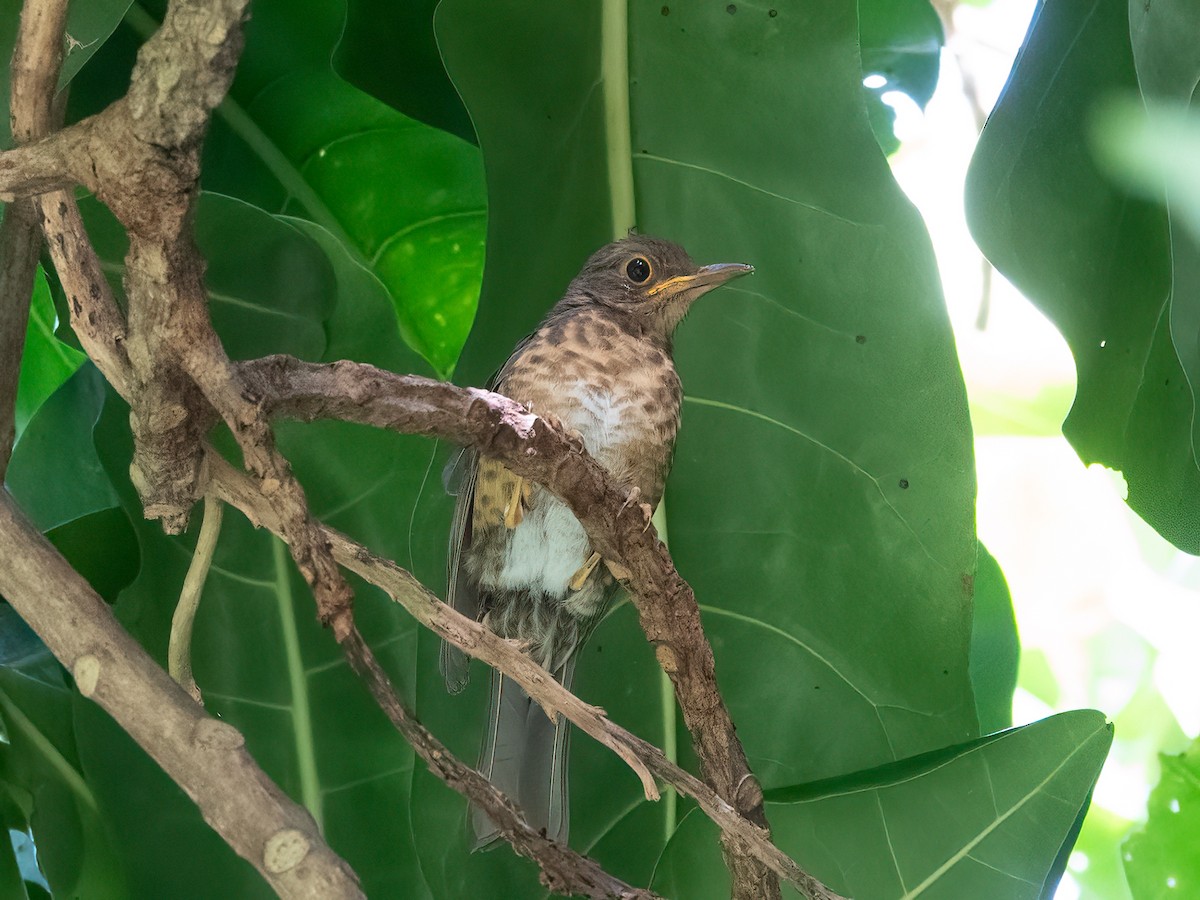 Christmas Island-Thrush - ML646739013