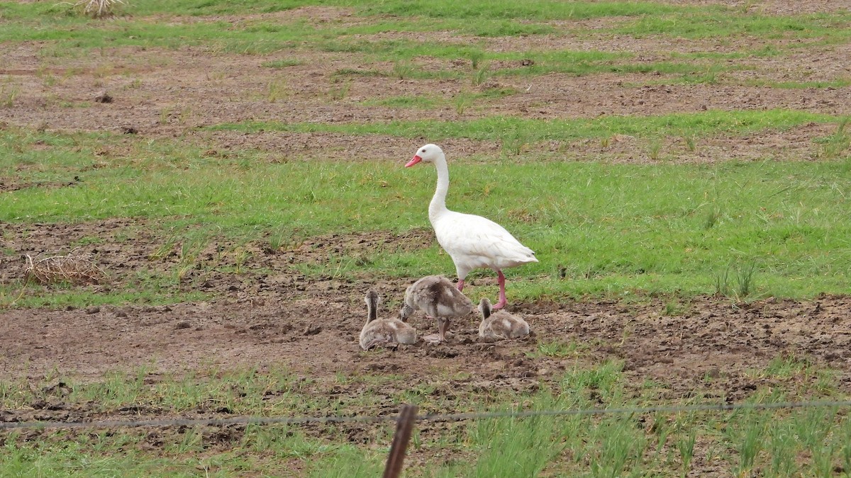カモハクチョウ - ML646739015
