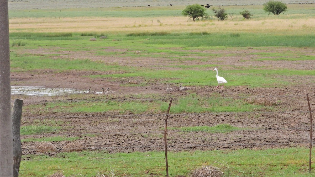 カモハクチョウ - ML646739016