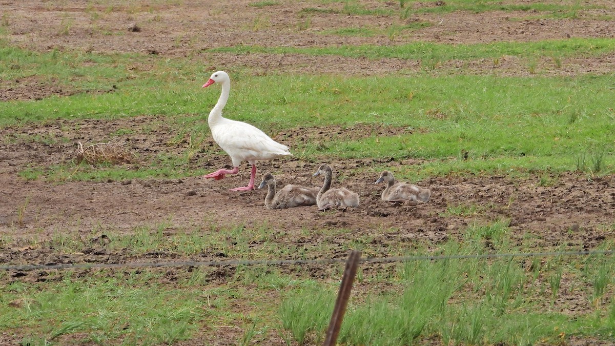 カモハクチョウ - ML646739017