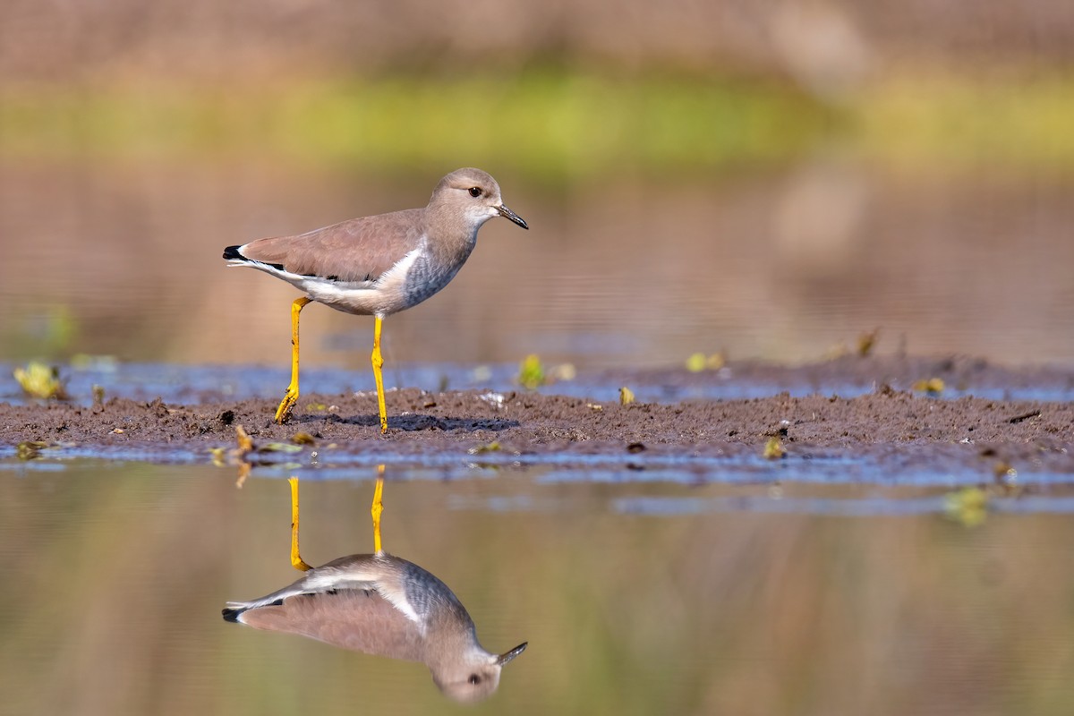Чайка білохвоста - ML646739024