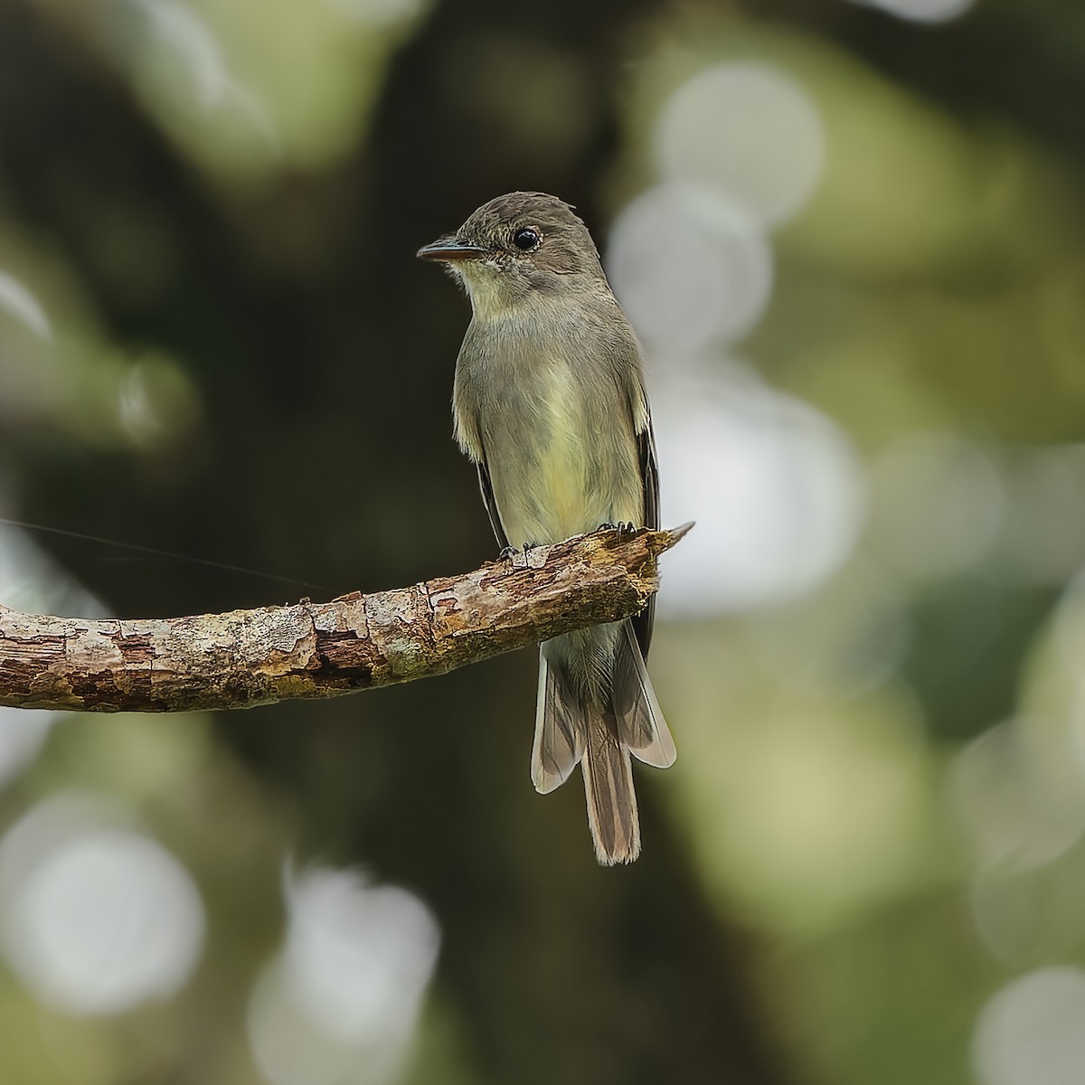 ニシモリタイランチョウ - ML646739025