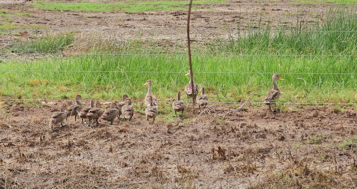 キバシオナガガモ - ML646739027