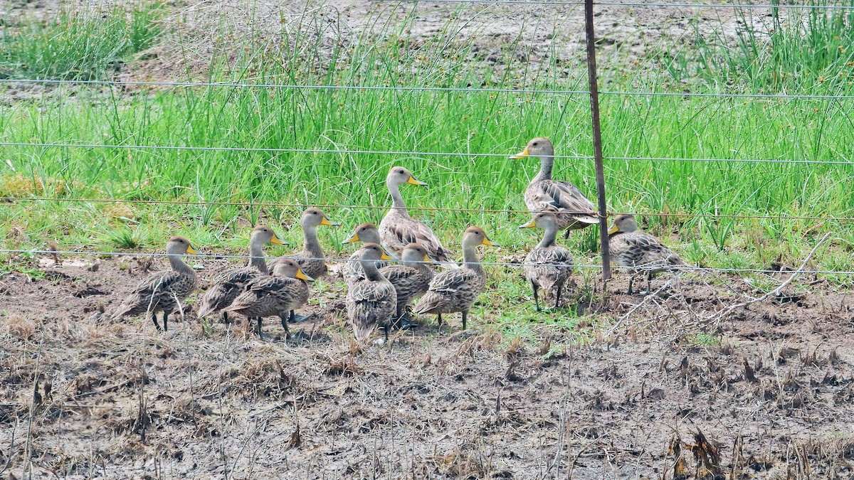 キバシオナガガモ - ML646739028