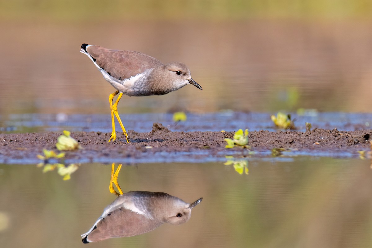 Чайка білохвоста - ML646739030