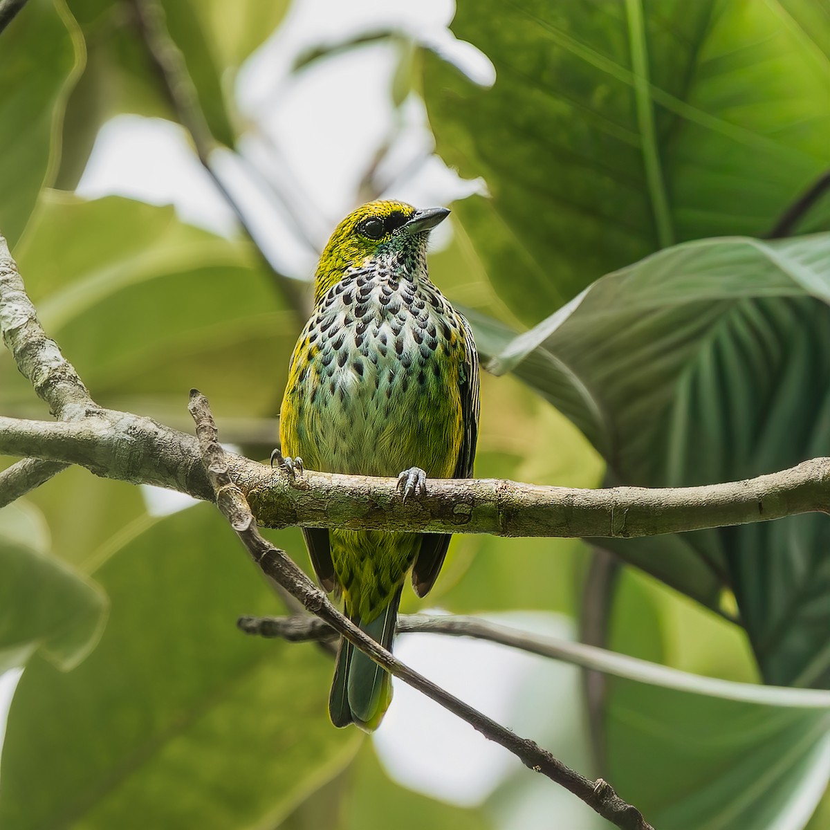 ウロコフウキンチョウ - ML646739033