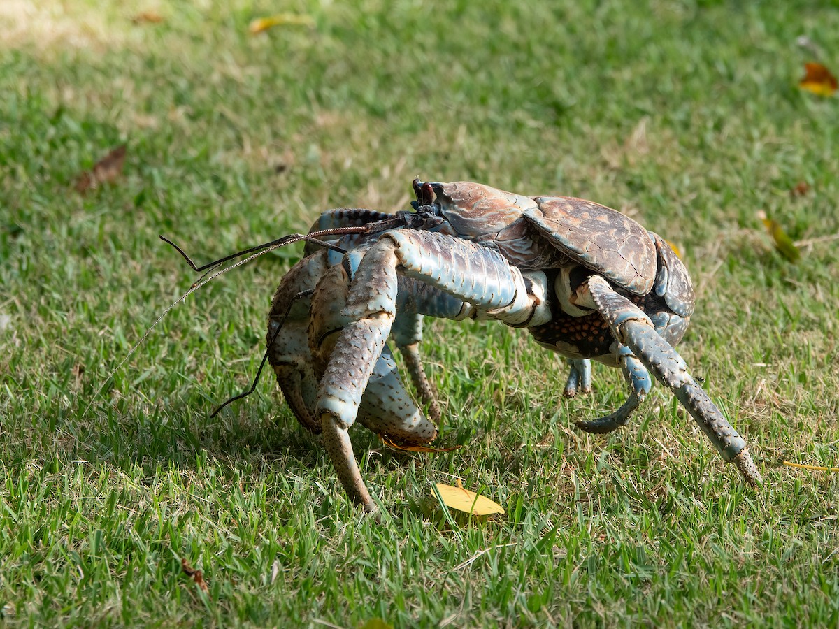 Coconut Crab - ML646739035