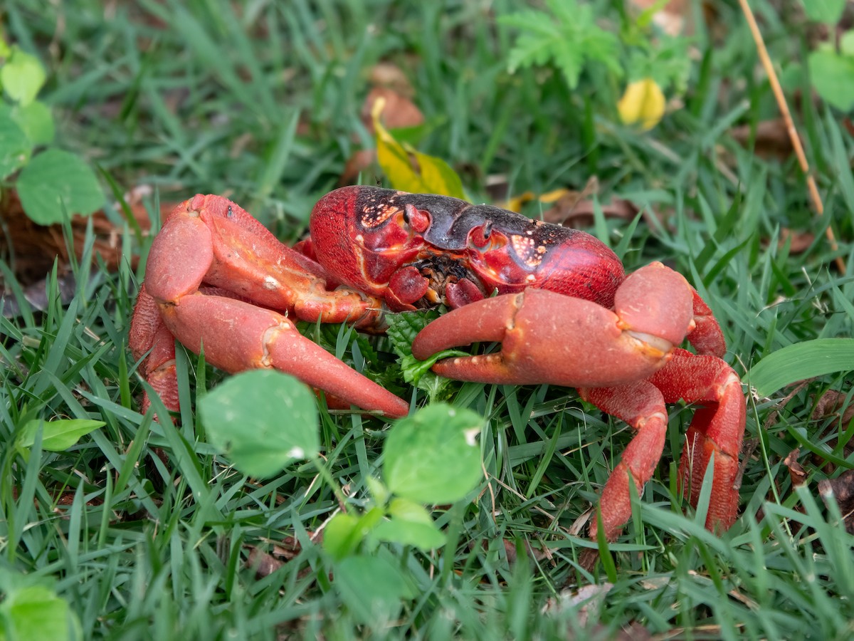 Indian Ocean red claw land Crab - ML646739036