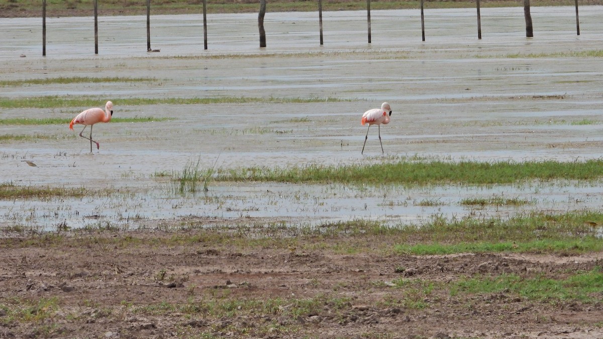 チリーフラミンゴ - ML646739037