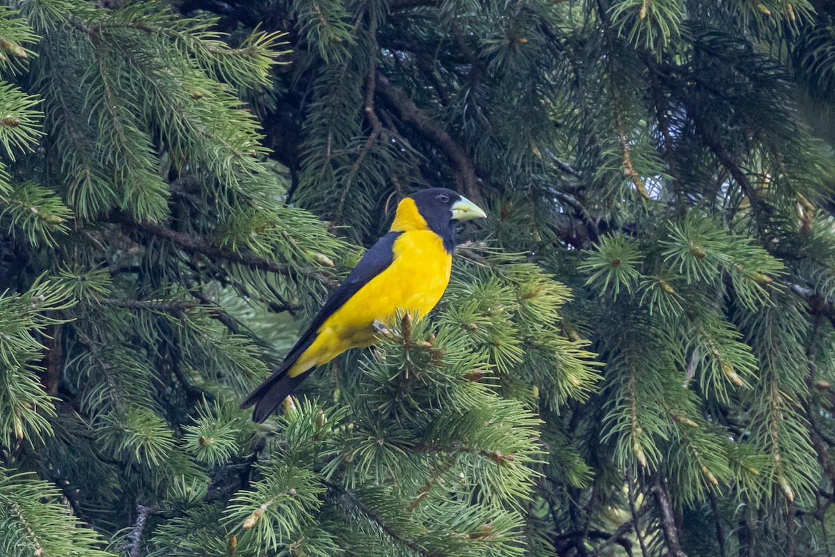 Picogordo Negrigualdo - ML646739038