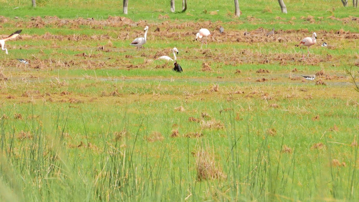 チリーフラミンゴ - ML646739039