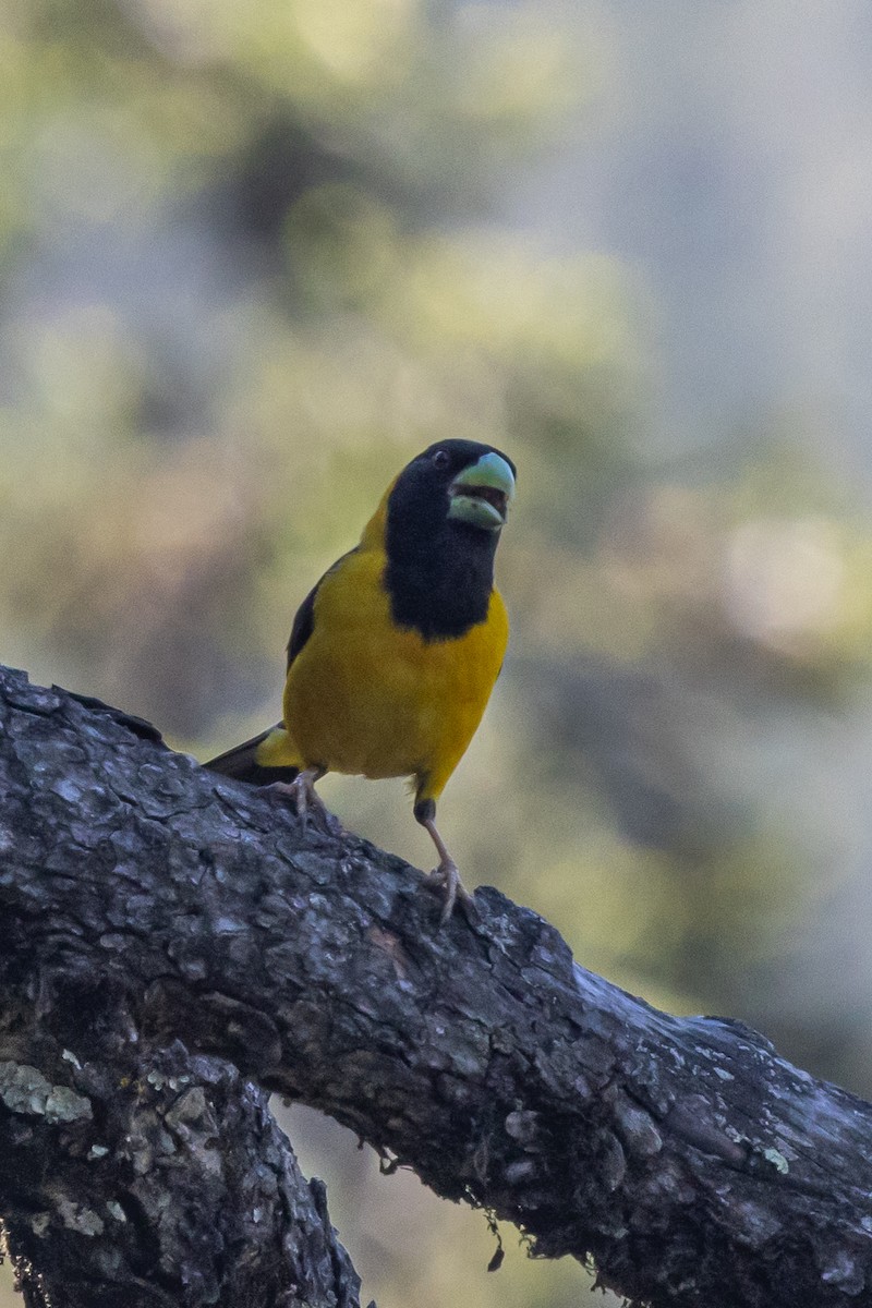 Picogordo Negrigualdo - ML646739040