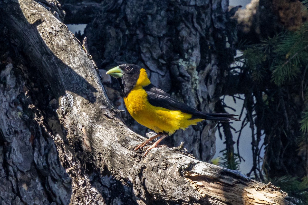 Picogordo Negrigualdo - ML646739041