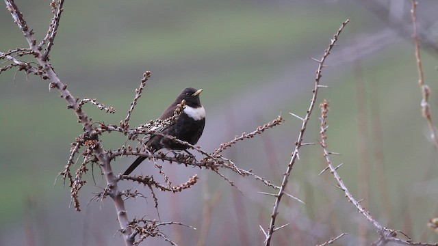 Merlo dal collare (ssp. amicorum) - ML646739043