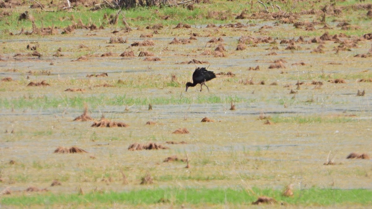 カオジロブロンズトキ - ML646739044