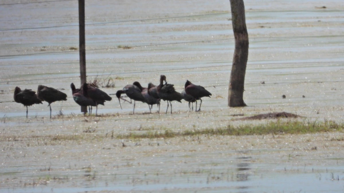 カオジロブロンズトキ - ML646739045