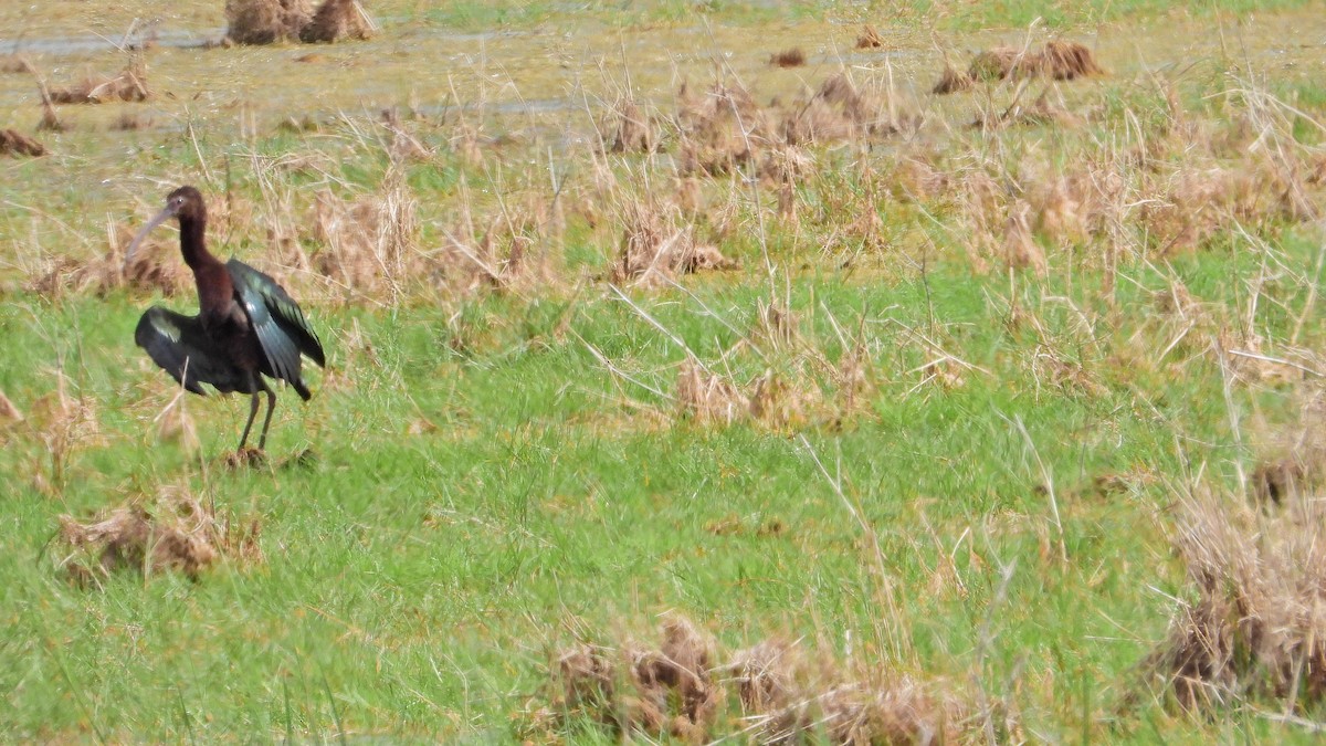 カオジロブロンズトキ - ML646739046