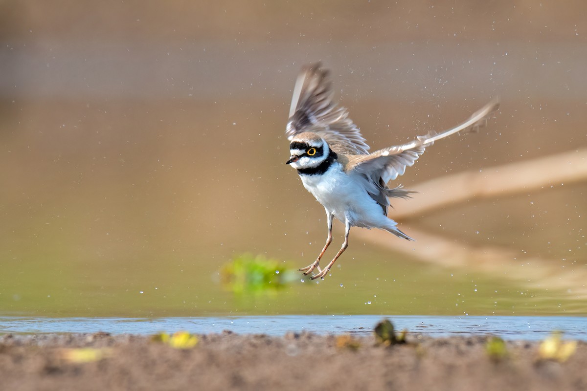 Пісочник малий - ML646739047