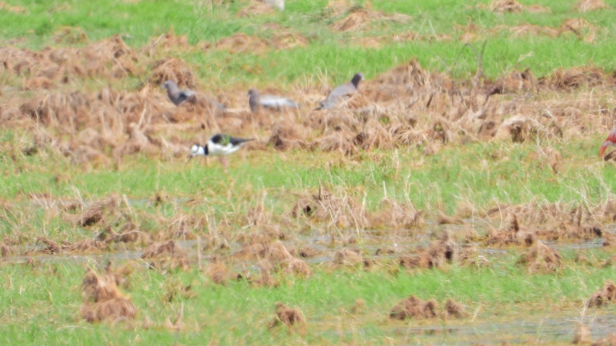 クロエリセイタカシギ - ML646739057