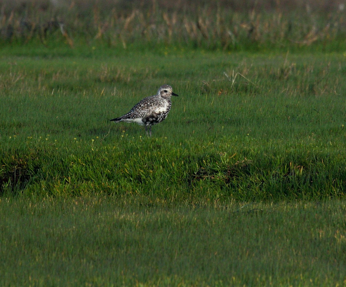 Тулес - ML646739058