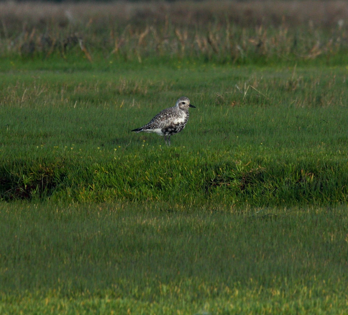 Тулес - ML646739059