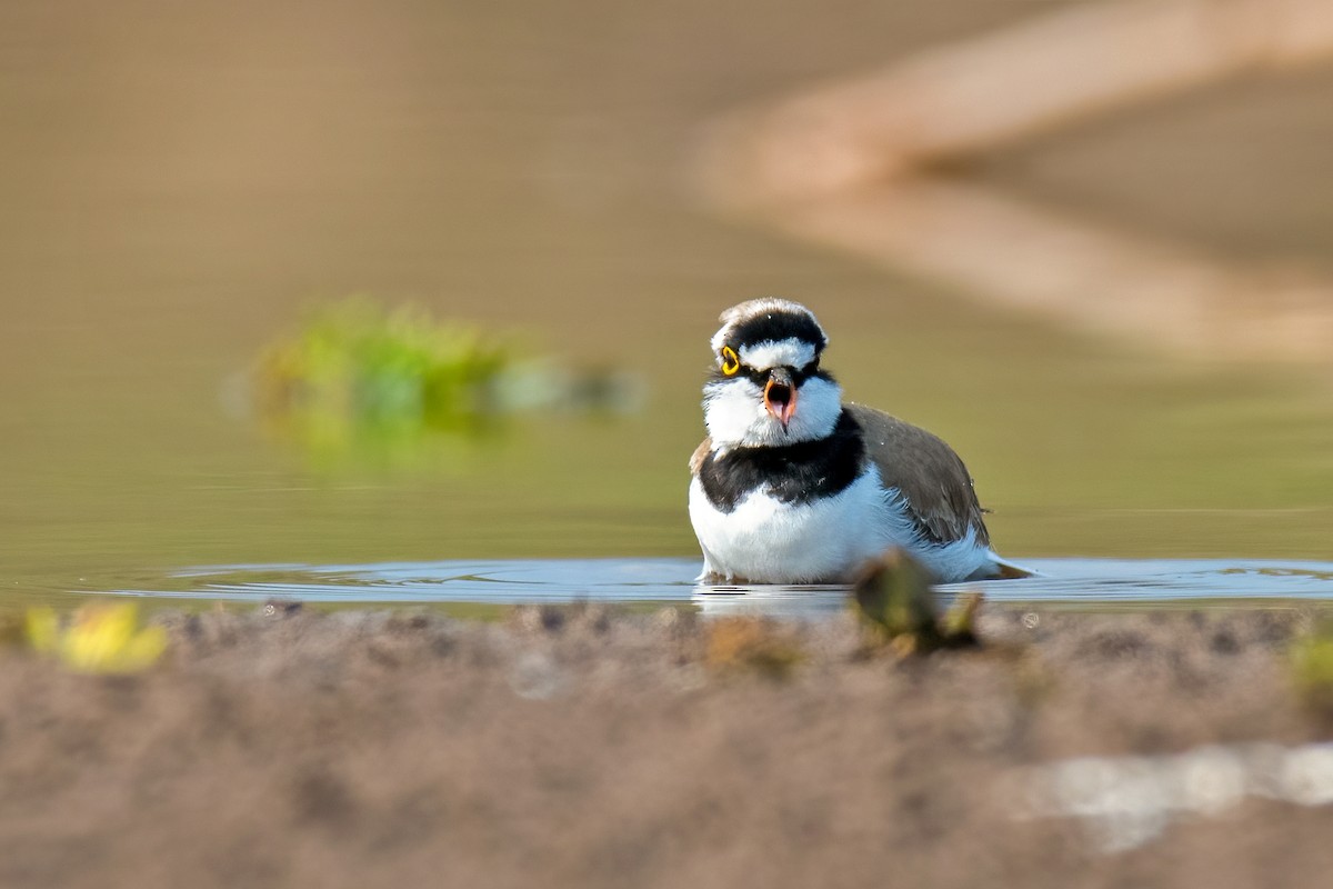 Пісочник малий - ML646739060