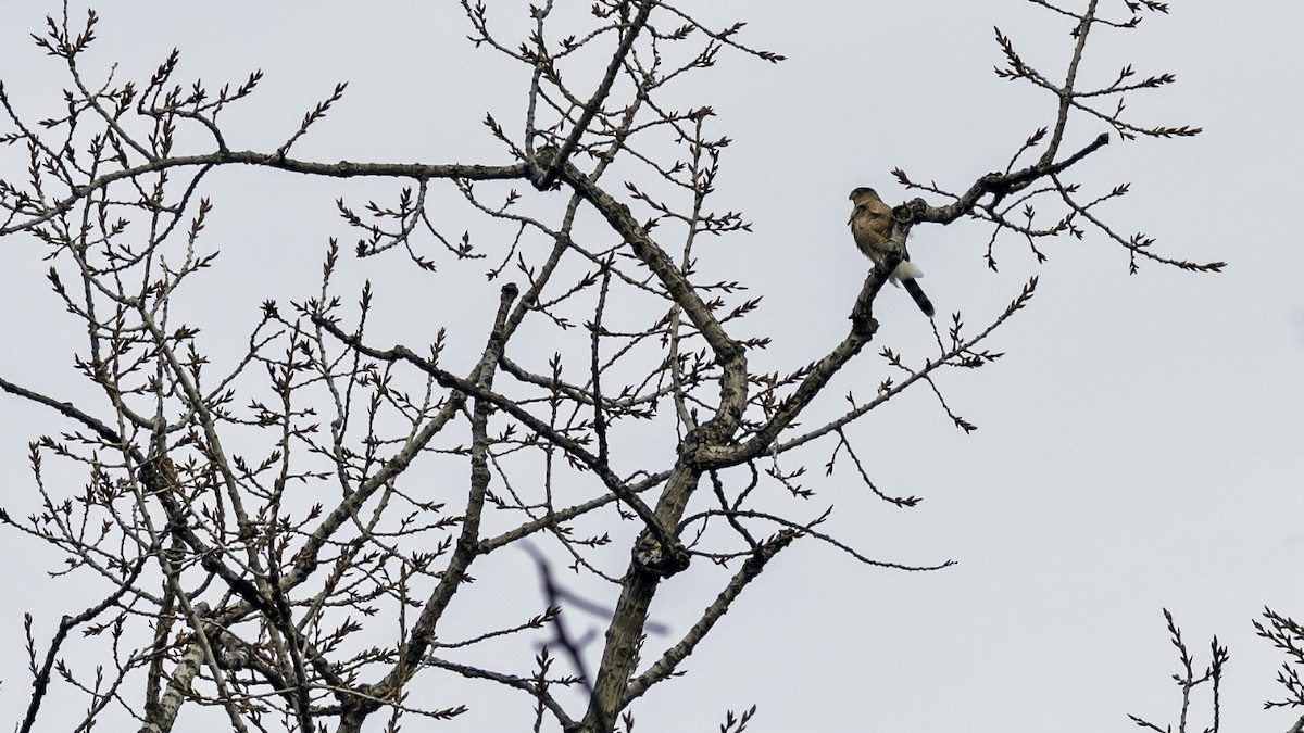 Cooper's Hawk - ML646739061