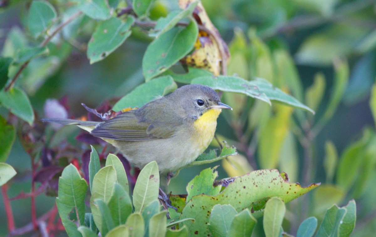 Weidengelbkehlchen [trichas-Gruppe] - ML646739062