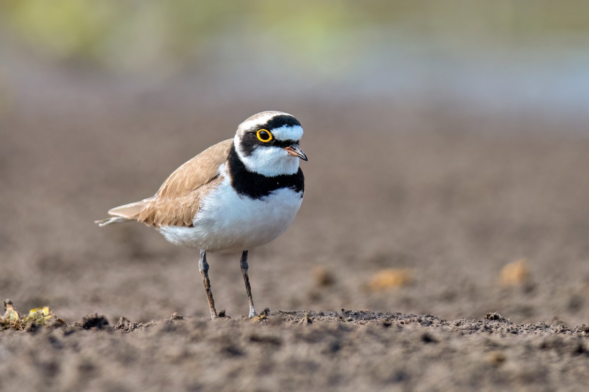 Пісочник малий - ML646739063