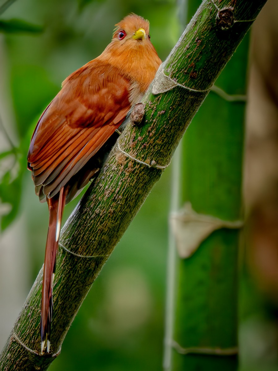 Little Cuckoo - ML646739064