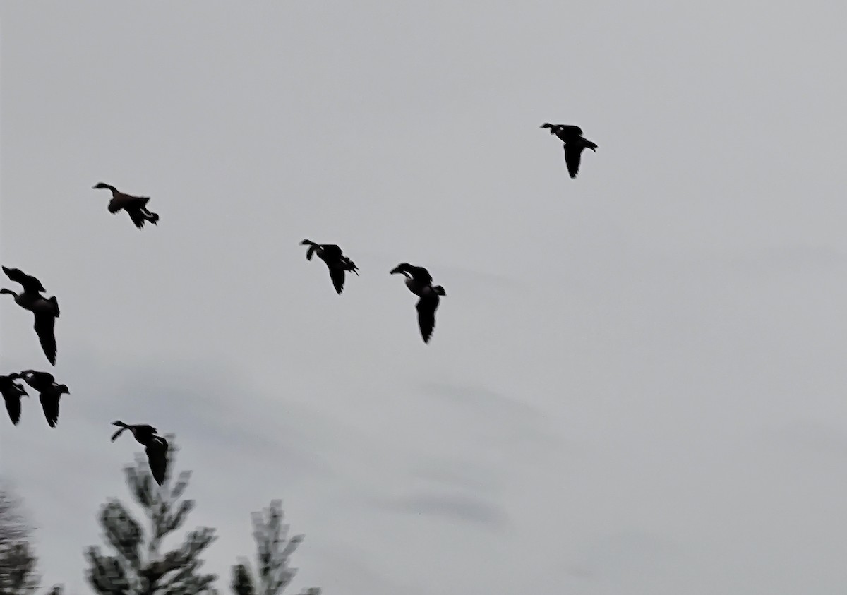 Oca canadese maggiore - ML646739065