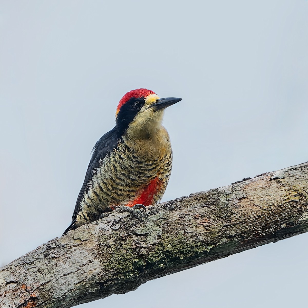 ウツクシミヤビゲラ - ML646739069