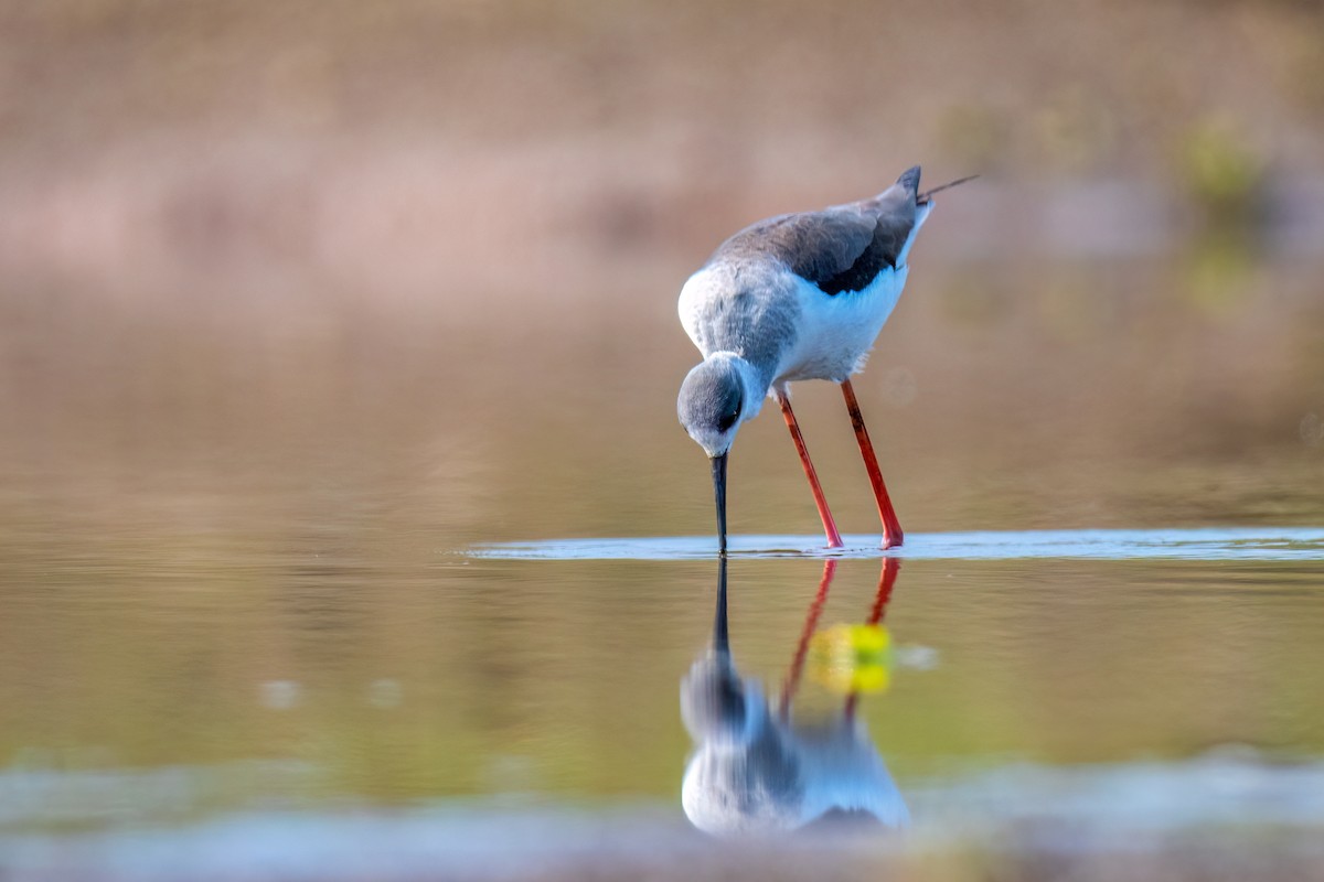 Zankaluze eurasiarra - ML646739070