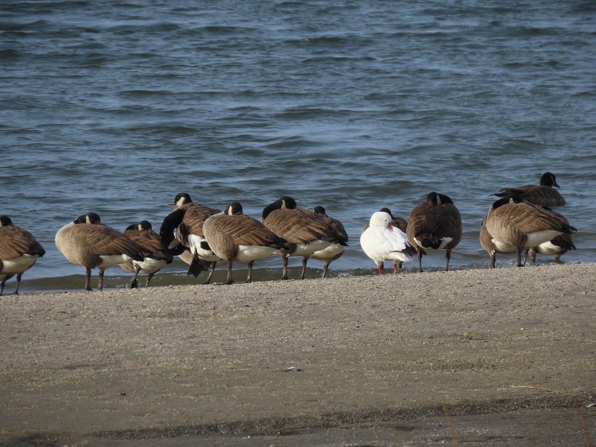 Ross's Goose - ML646739071