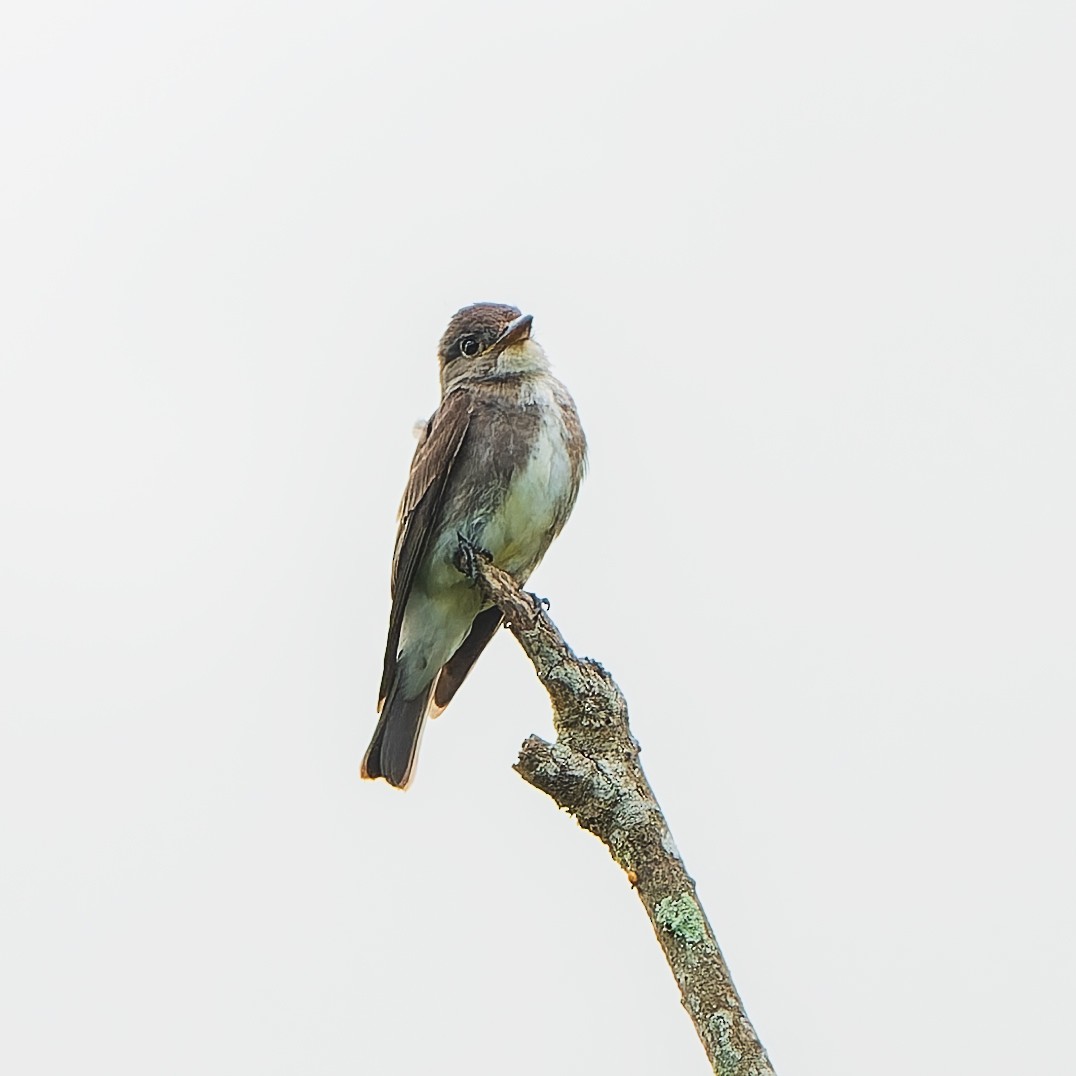 ナキヒタキモドキ - ML646739072