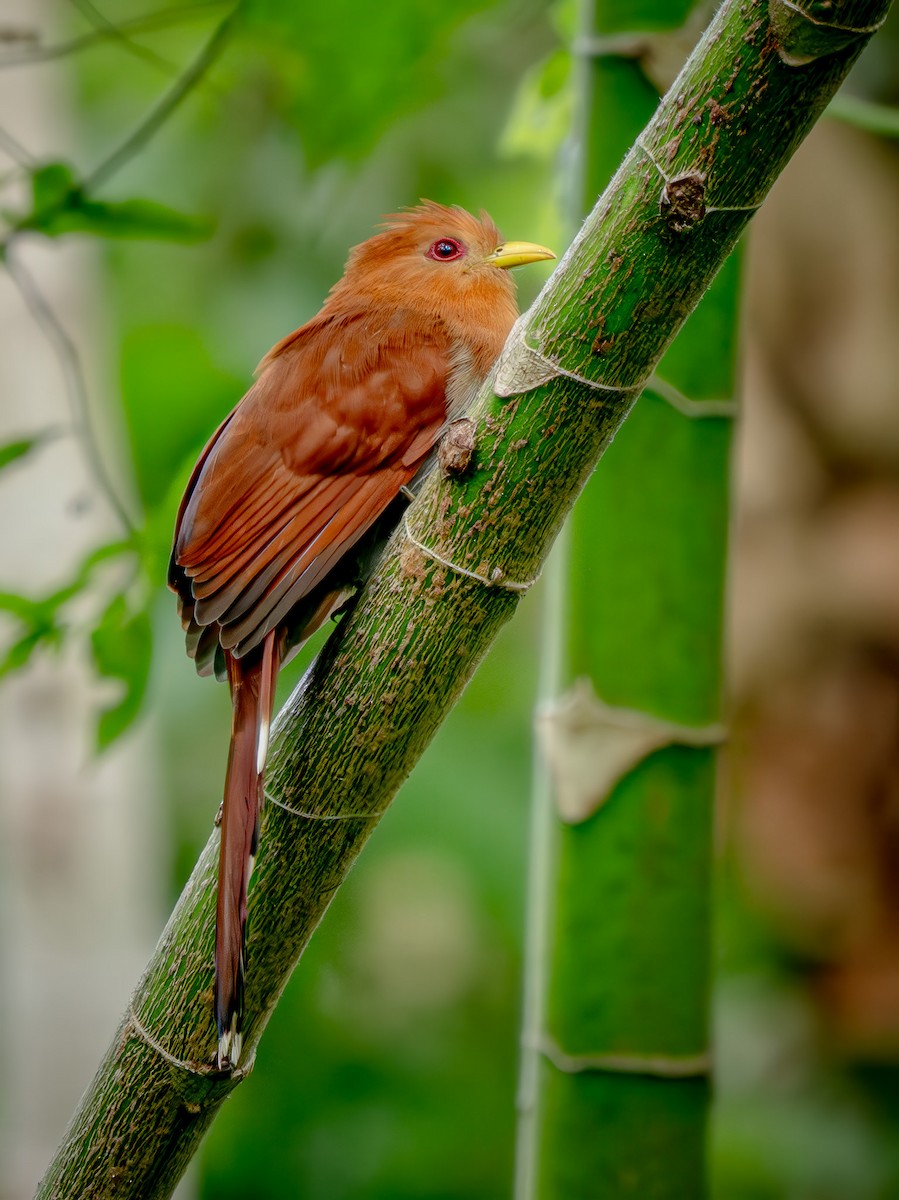 Little Cuckoo - ML646739076