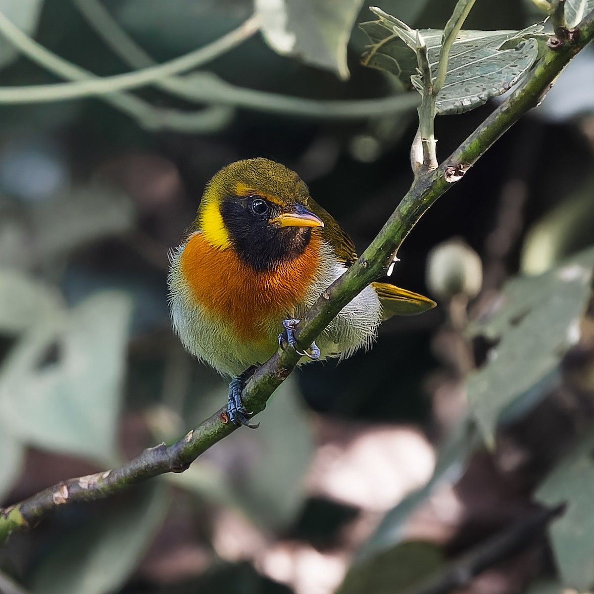 カオグロキゴシフウキンチョウ - ML646739081