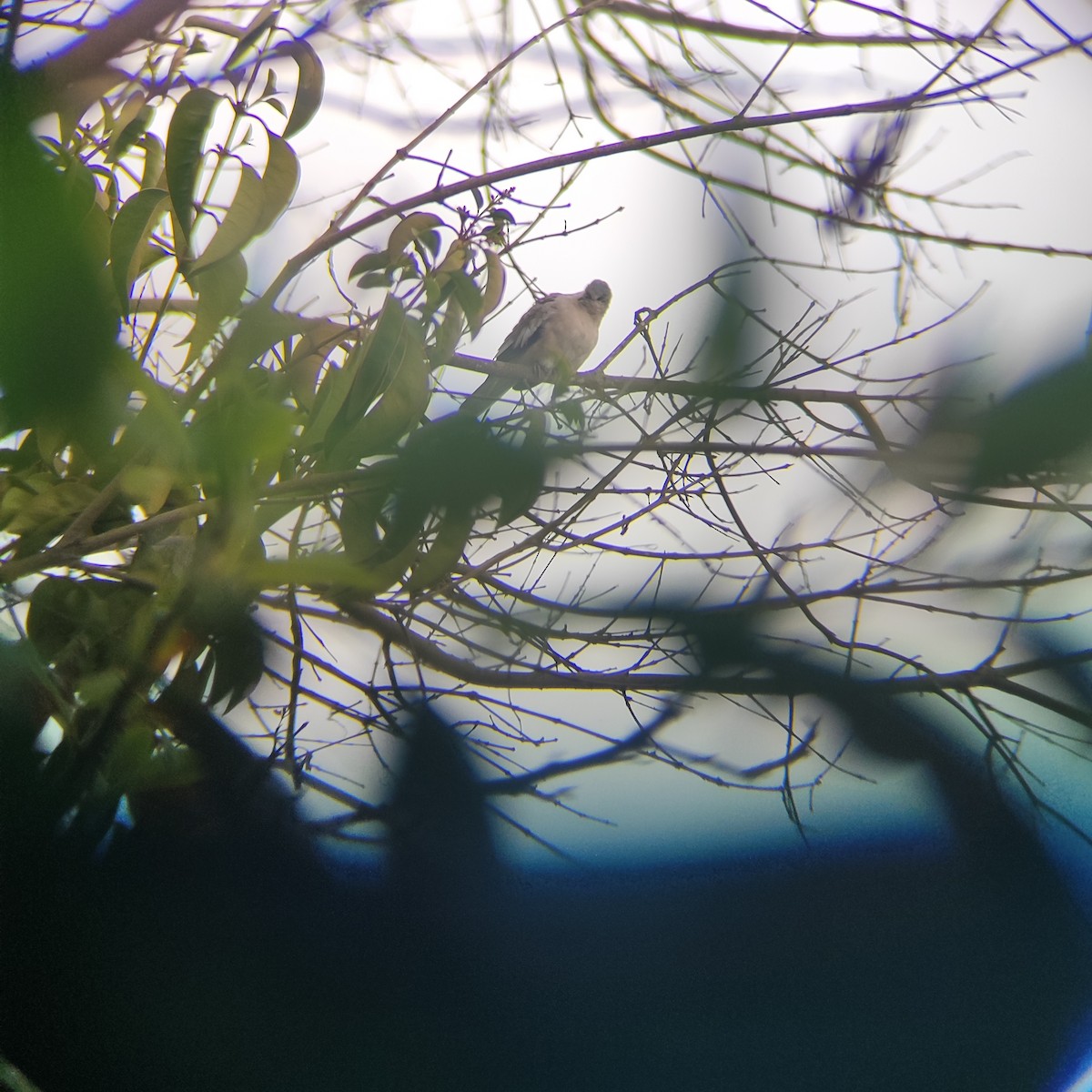 Picui Ground Dove - ML646739084