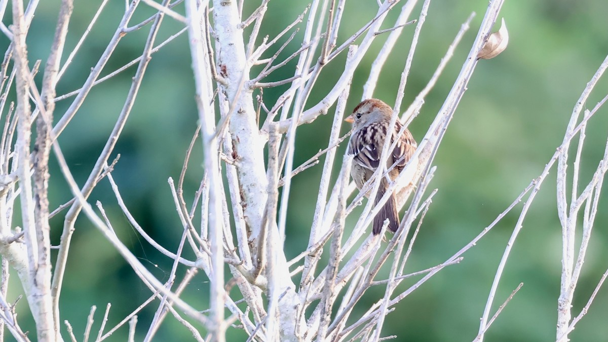 Chingolo Coroniblanco - ML646739087