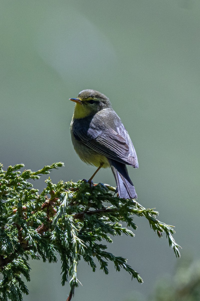 Tickell Çıvgını - ML646739090