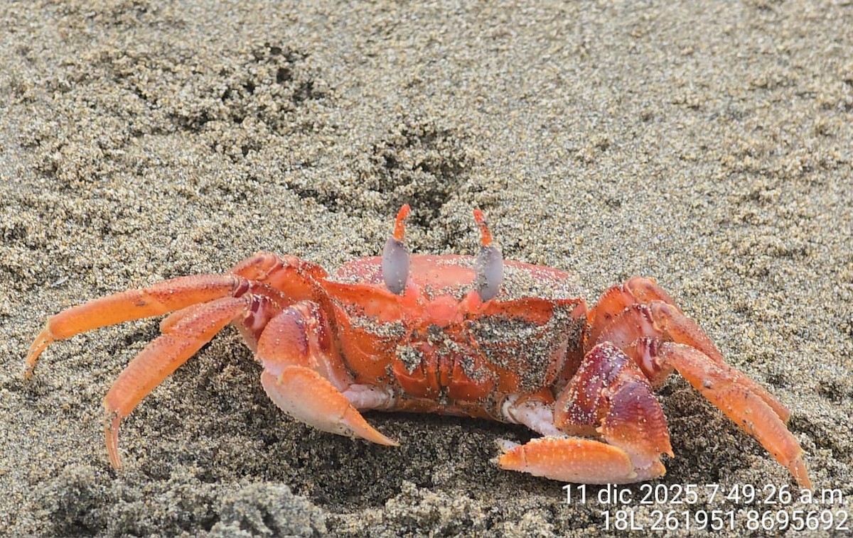 Animals - ML646739091