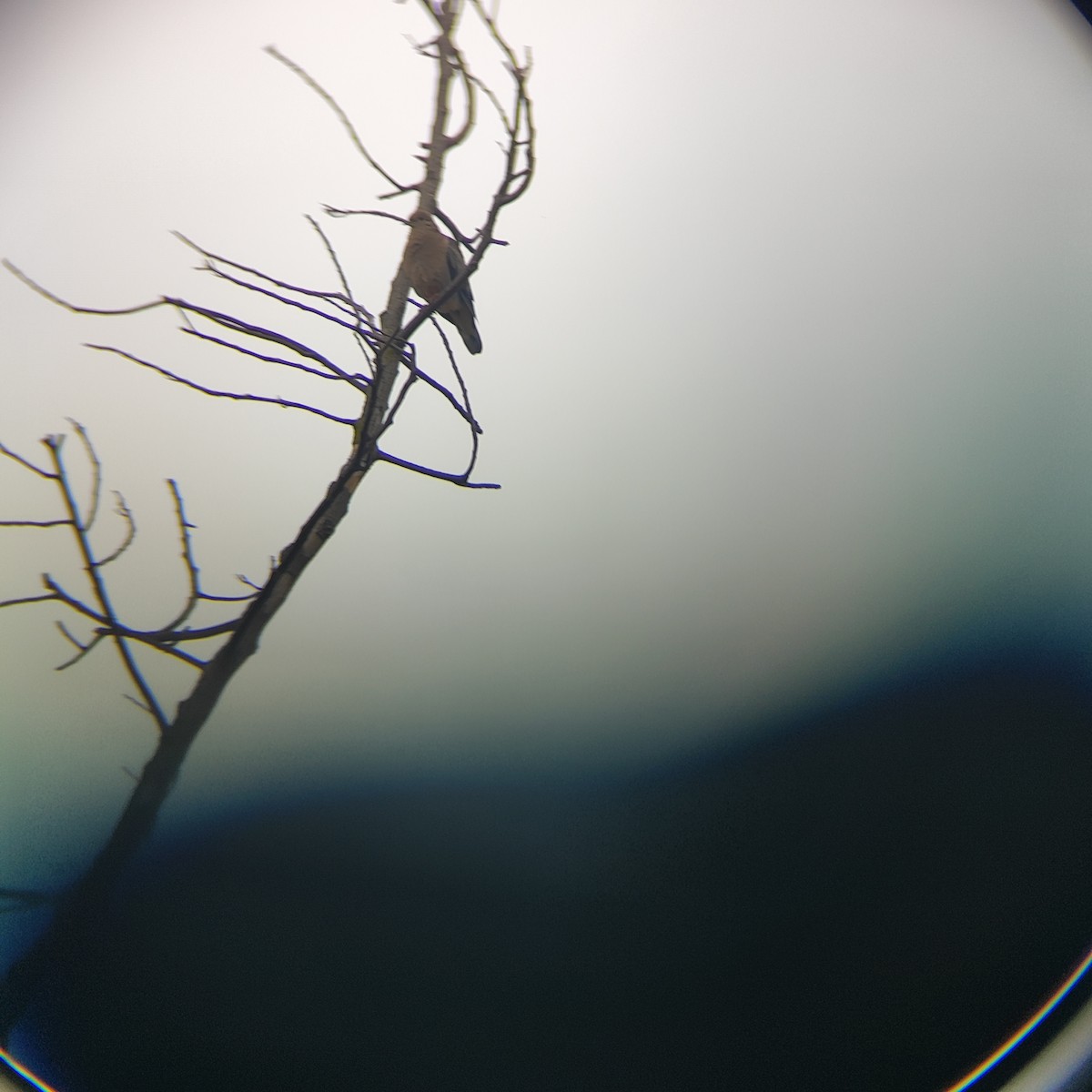 Eared Dove - ML646739093