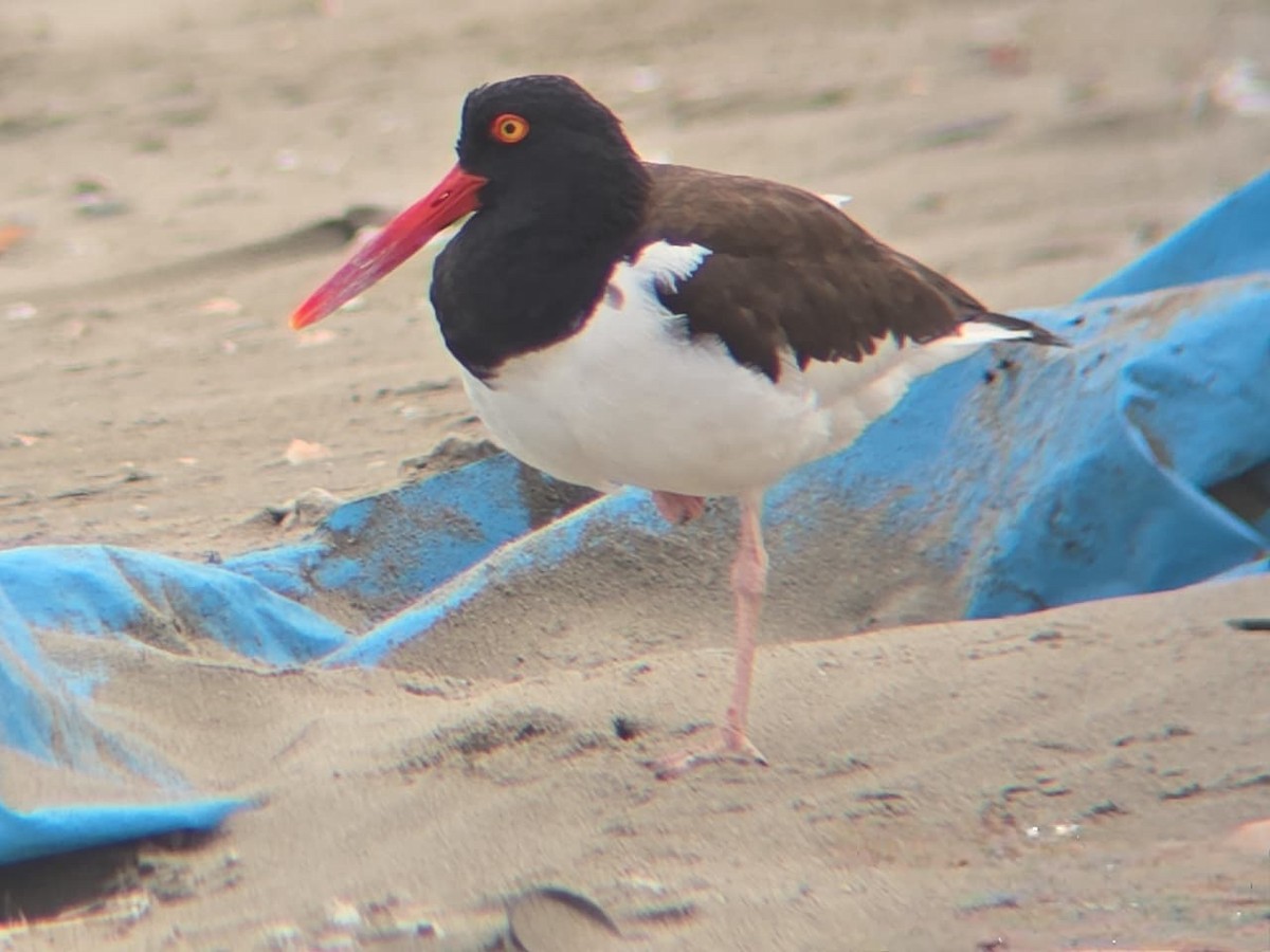 American Oystercatcher - ML646739094