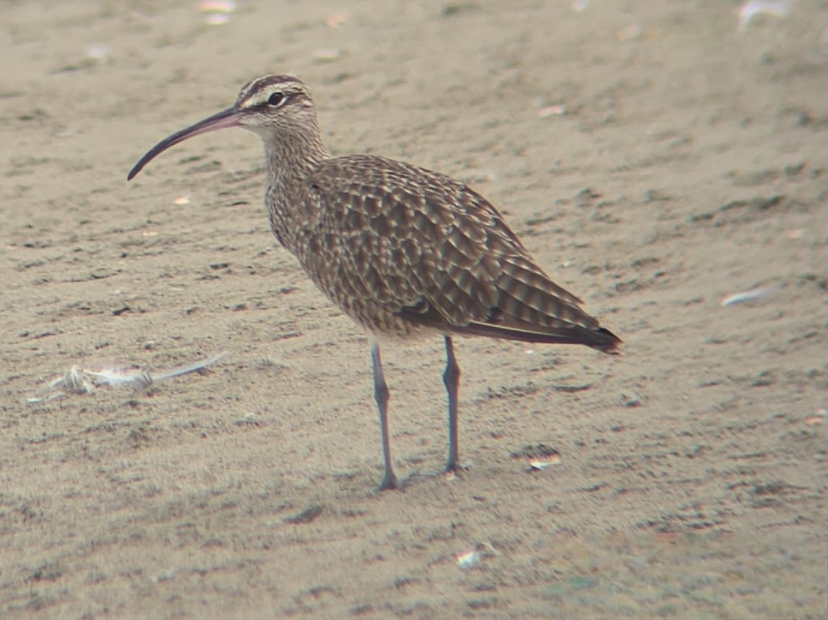 Hudsonian Whimbrel - ML646739098