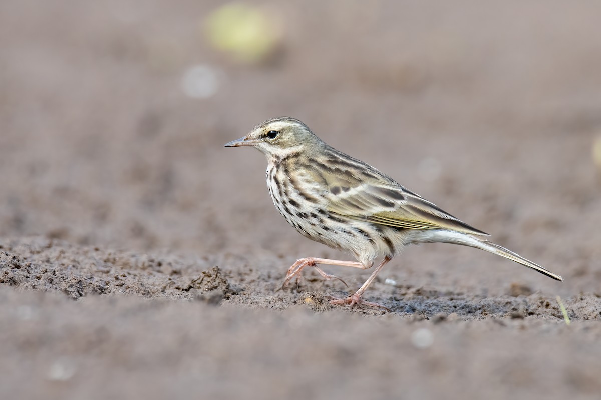 Щеврик рожевий - ML646739099