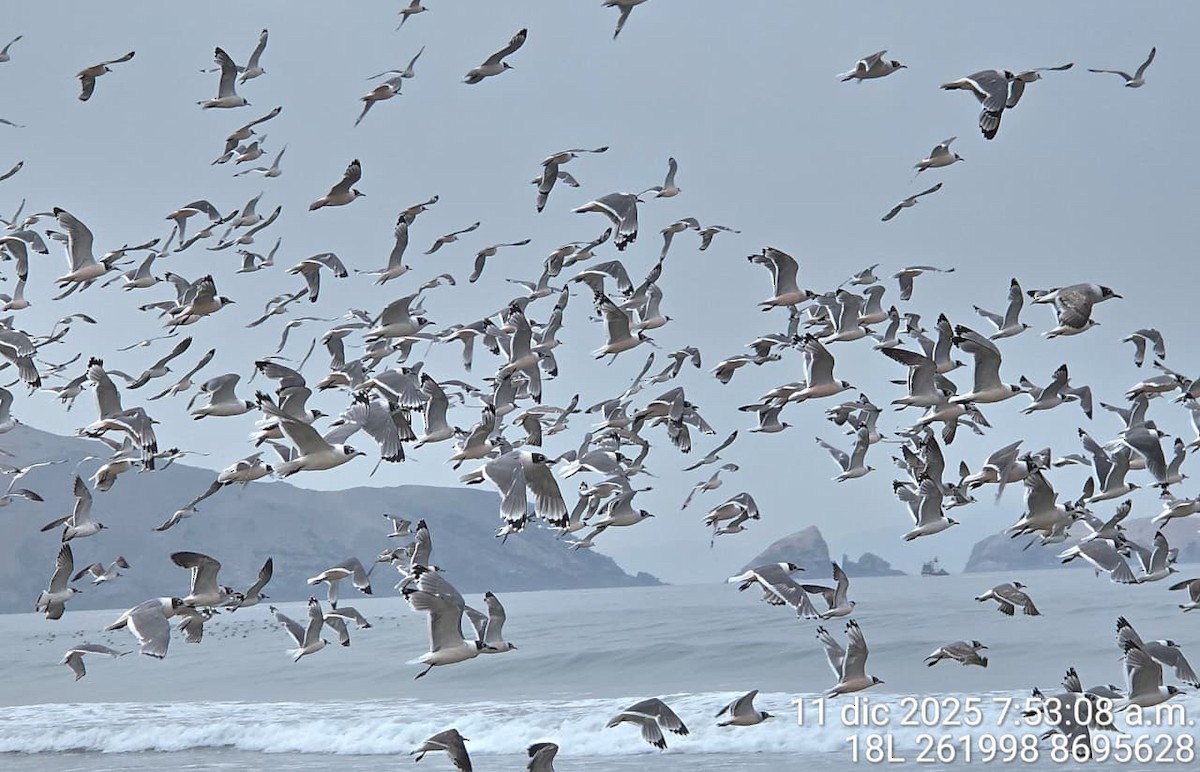 Franklin's Gull - ML646739100